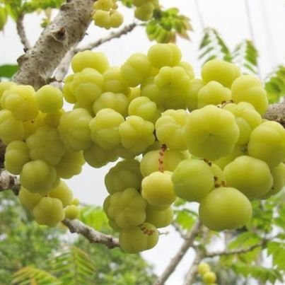 Gooseberry tree