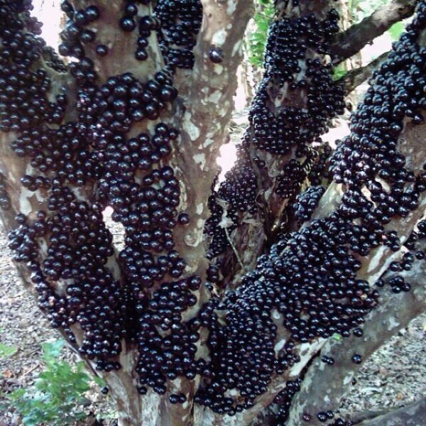 Jaboticaba fruit tree