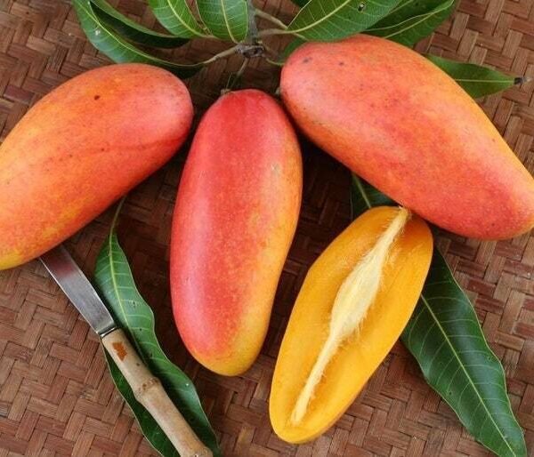 Mahachanok mango tree