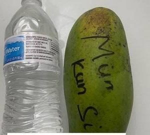 Munkunsi Thai sweet mango big fruit