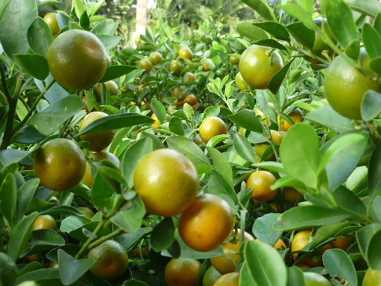 Calamondi -Calamansi