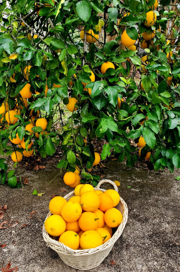Myer lemon tree