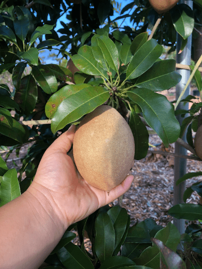 Sapodilla-chico -brow sugar fruit tree
