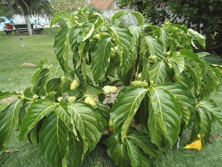 Noni Fruit Tree - Image 2