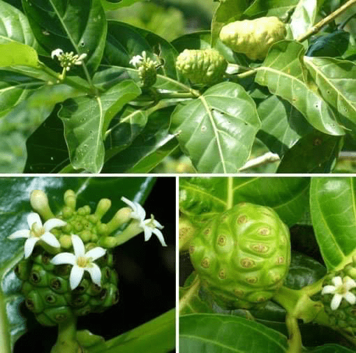 Noni Fruit Tree