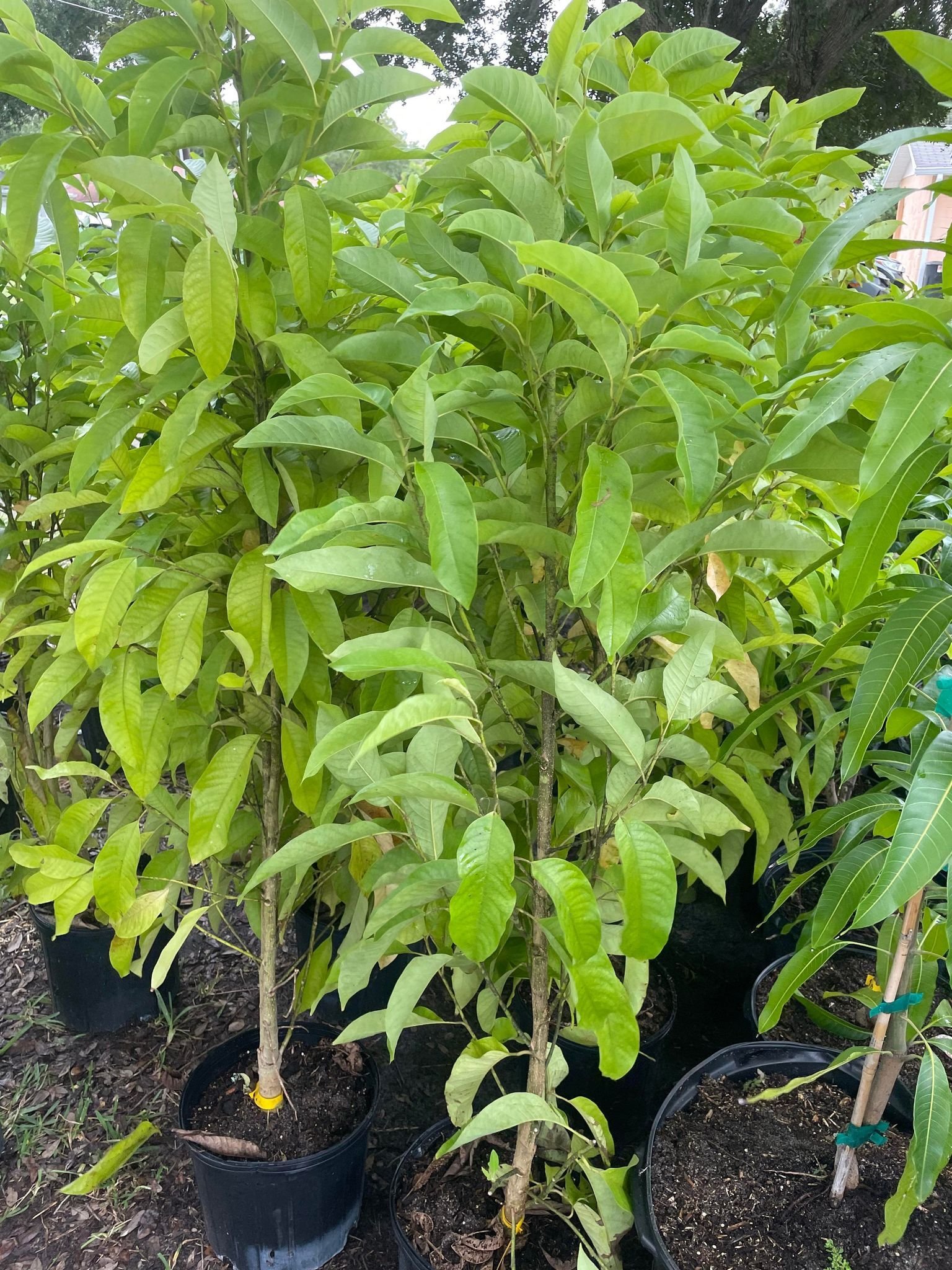 Michelia champaka white flower - Image 2