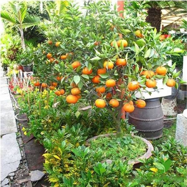 Kishu mandarin -sweet noseed