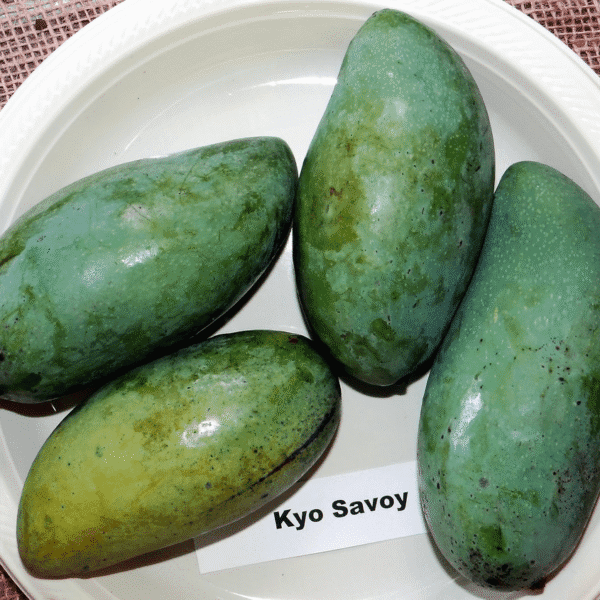 Kesavoy Mango 3 Gallon Pot