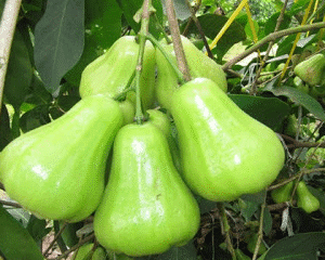 Giant green wax apple - Man tam hoa 7 gal