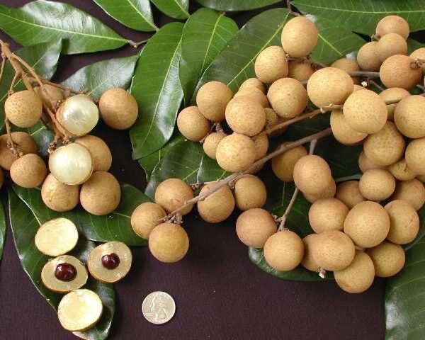 Kohalo longan - Nhãn Hawaii