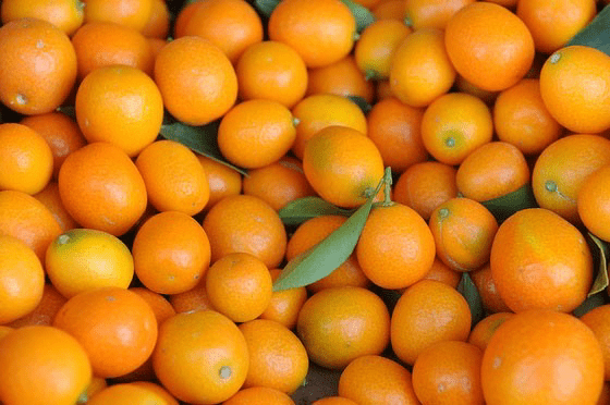 Meiwa kumquat Tắc ngot meiwa