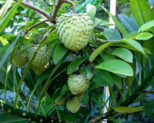 Geffer atemoya -Măng cầu do thái xanh