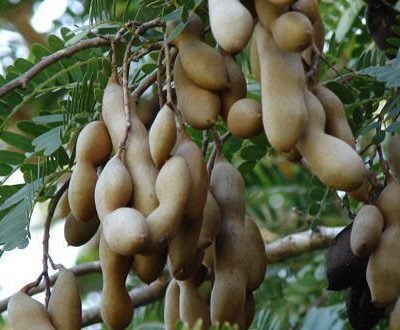 Sour tamarind Me chua