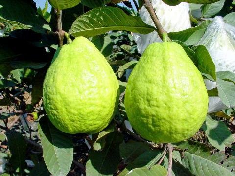 Taiwaness guva Ổi Lê Trắng