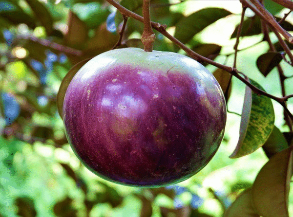 Star apple -caimito -Vú sữa tím cây ghép