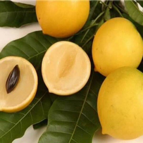 Abiu tree - Vú sữa hoàng kim