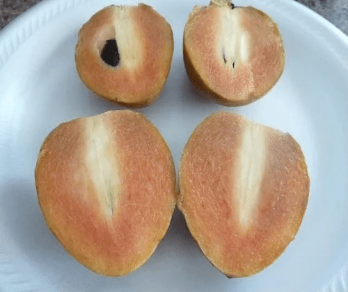 Alano sapodilla