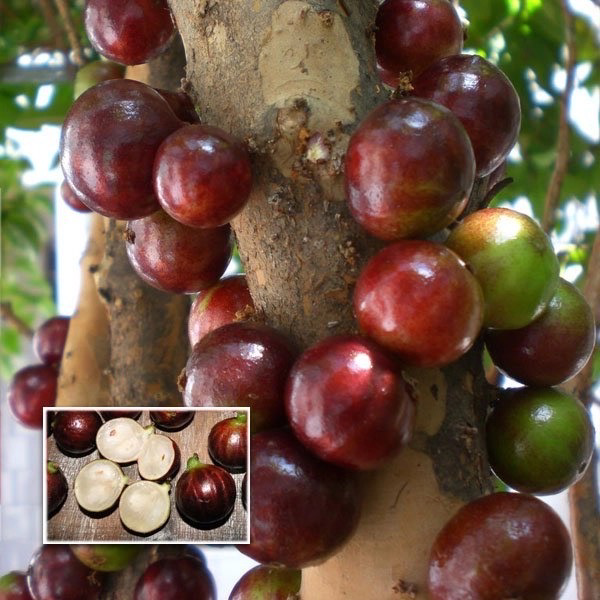 Hybird Nho Thân Gỗ Đỏ 25 gallon