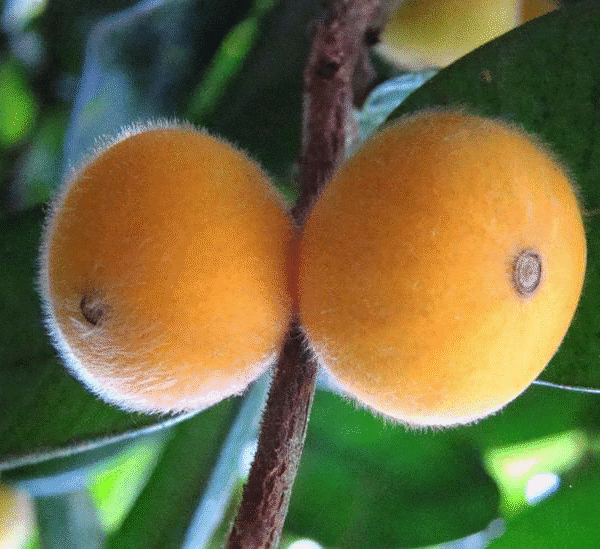 Yellow jabotibaca - Nho Thân Gỗ Vàng 7 Galllon