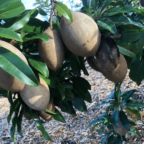 Molix sapodilla