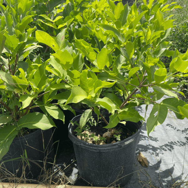 MST wax apple Mận Hồng Sóc Trăng