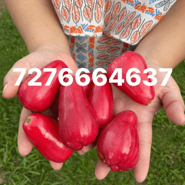 Black gold wax apple seedless