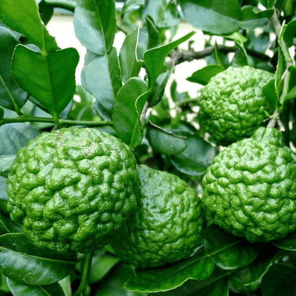 Kaffir lime 8
