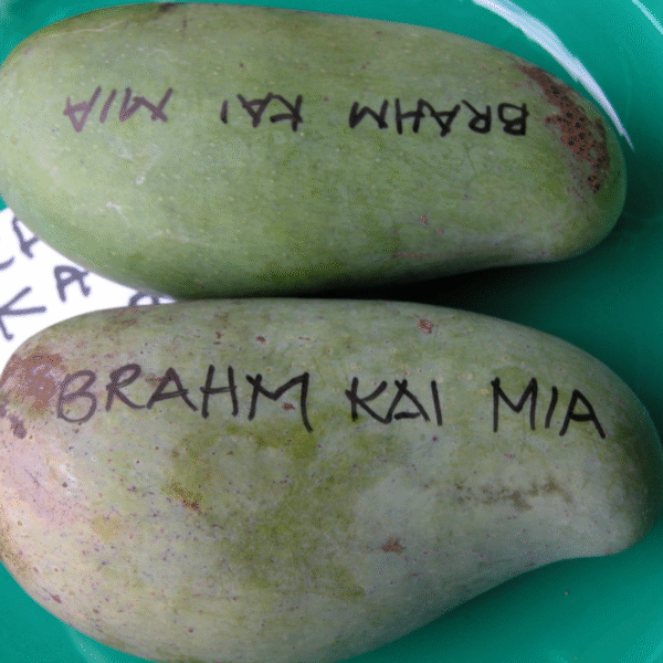 Thai sweet green mango