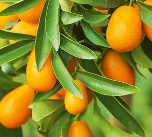 Nagami kumquat Tắc ngọt trái dai nagami