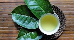 Green tea tree