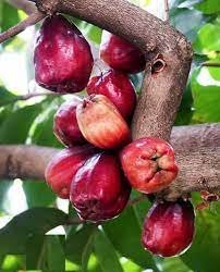 Malay apple tree