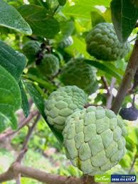 sugar apple tree