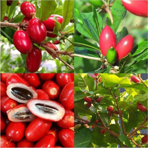 Miracle Berry Tree