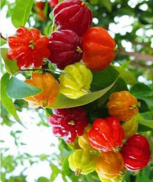 Surinam Indian Cherry 7 Gal Tree