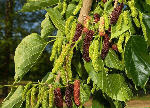 Paskintan mulberry