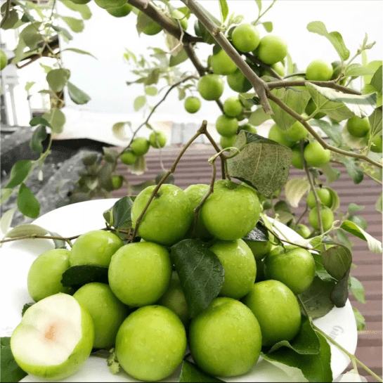 Thai jujube táo thái xanh