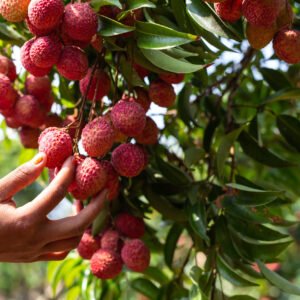 agriculture-lychee-fruit-thailand (2)