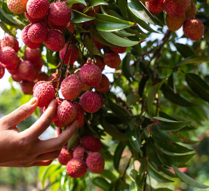 agriculture-lychee-fruit-thailand (2)