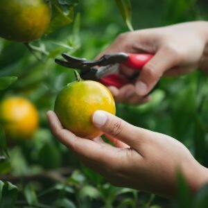 close-up-gardener-hand-picking-orange-with-scissor-oranges-field-garden-morning-time