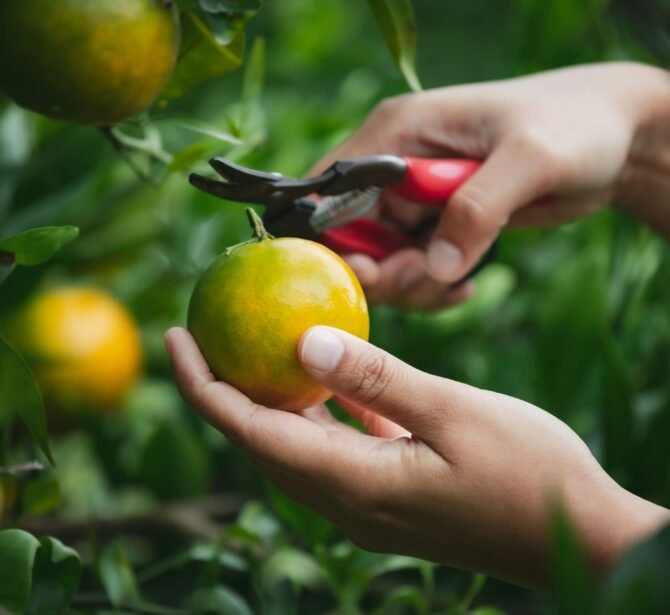 close-up-gardener-hand-picking-orange-with-scissor-oranges-field-garden-morning-time