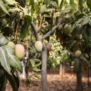 delicious-raw-mango-fruit-tree