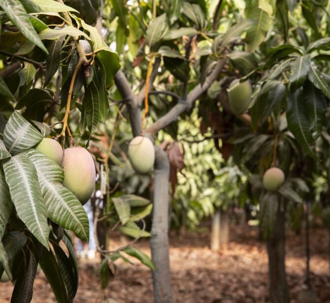 delicious-raw-mango-fruit-tree