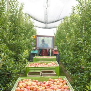 harvesting-apple-fruit-green-orchard